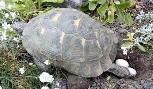 All systems slow as 'male' tortoise Speedy lays eggs after 41 years