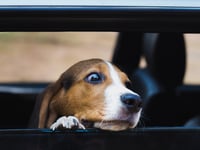 Keep dogs safe in cars as temperatures rise