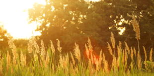 Record May heatwave forecast for UK