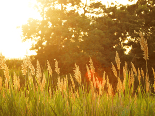 Record May heatwave forecast for UK