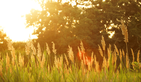 Record May heatwave forecast for UK