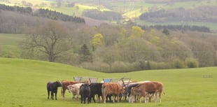 Ross market report