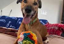 Could Bruno find his forever home in the Forest?