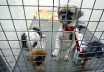 Rise in animal cruelty calls to the RSPCA in Gloucestershire