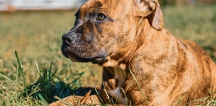 UK dog owners warned of garden dangers