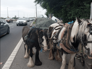 Man stopped on Severn Bridge for horse and carriage ride