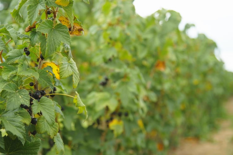 A row of blackcurrant bushes.