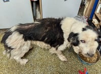 Dog neglect family banned from keeping animals for 10 years 