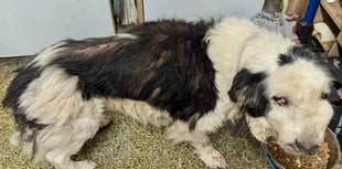 Dog neglect family banned from keeping animals for 10 years 