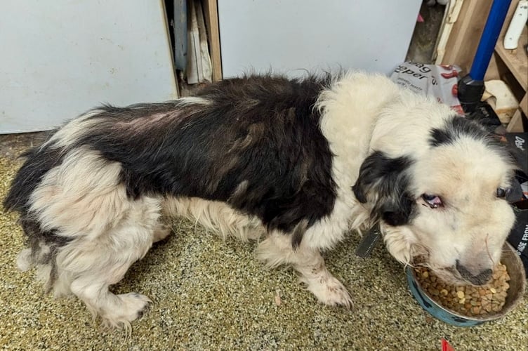 Spot had to be put down owing to his poor condition