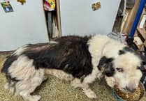 Dog neglect family banned from keeping animals for 10 years