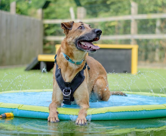 Dogs Trust warns that 'smiling' dog could be in danger