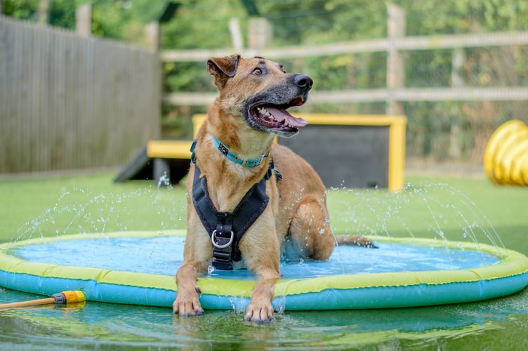 Dogs Trust warns of the dangers of heatstroke as temperatures soar