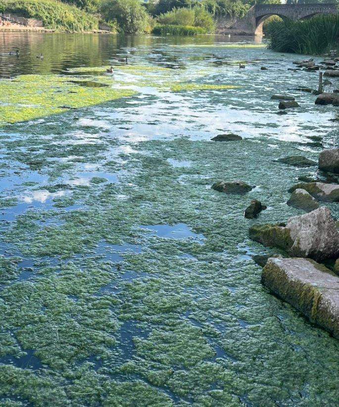 Algae Bloom