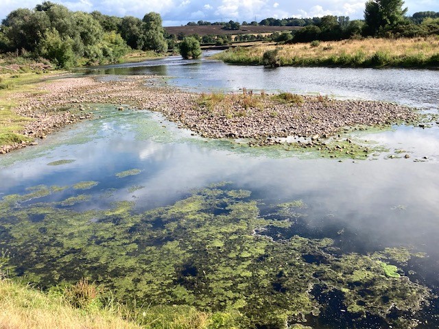 Algae in the Usk