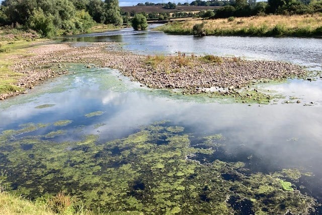 Algae in the Usk last year