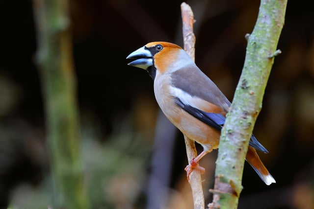 Forest of Dean hawfinch resurgence