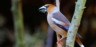 Forest of Dean hawfinch resurgence