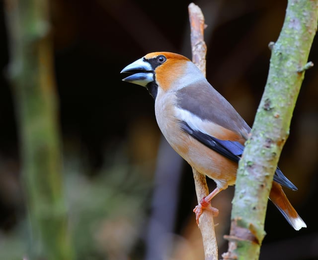 Forest of Dean hawfinch resurgence