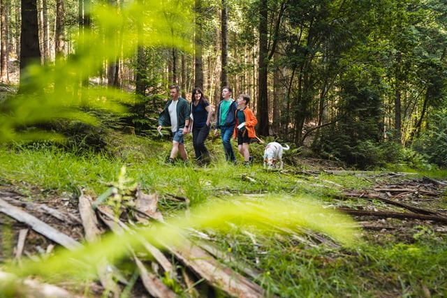 Find Gromit’s Golden Tickets in the forest