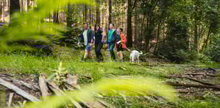 Find Gromit’s Golden Tickets in the forest