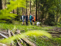 Find Gromit’s Golden Tickets in the forest
