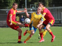Kingfishers in seventh heaven as Fforest felled 