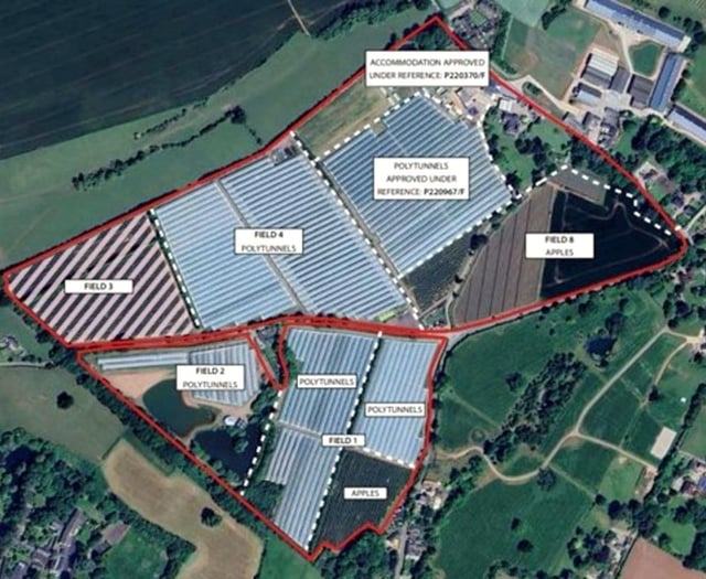 Fruit farm expands polytunnel area 