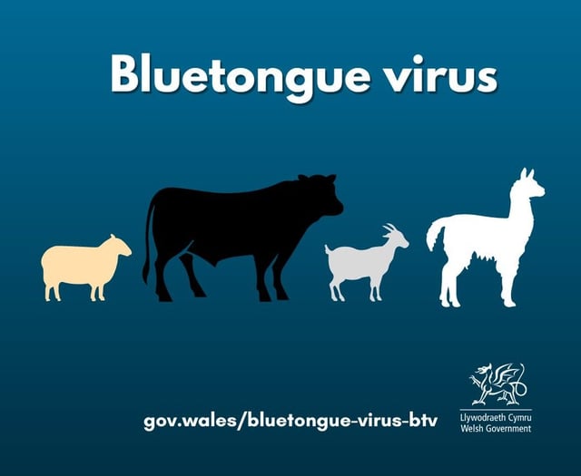 Bluetongue virus is 'actively circulating' on farm near Chepstow