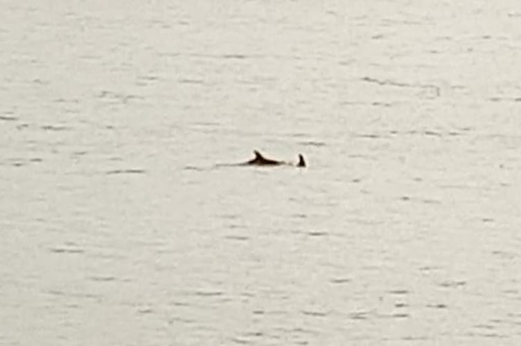The picture taken by Victoria Paley of what she thinks may be a dolphin in the River Wye.
