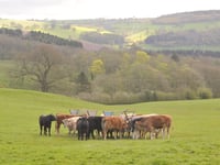 Bluetongue Zone in Wales from Nov 10