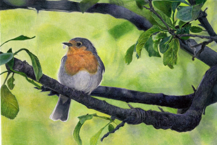 A robin perched on a branch captured in Charlotte’s artwork.