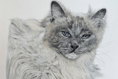 A grey cat immortalised in Charlotte’s drawing.