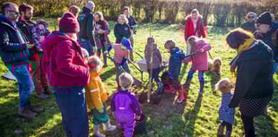 Sycamore Gap sapling planted at Biblins