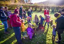 Sycamore Gap lives on with new saplings