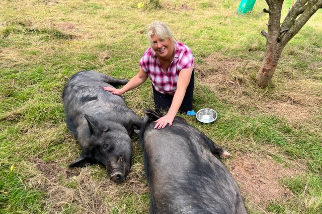 Gentle giants find refuge at Pen Y Bryn sanctuary