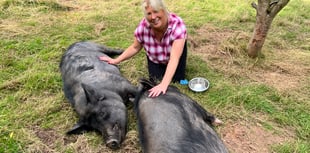 Gentle giants find refuge at Pen Y Bryn sanctuary