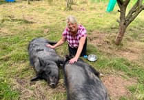 Gentle giants find refuge at Pen Y Bryn sanctuary