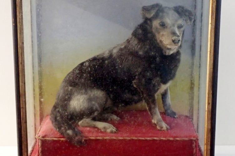 stuffed dog in a case