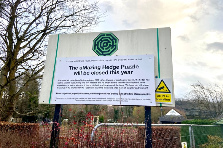 The sign says the aMazing Hedge Puzzle will be replanted this Spring
