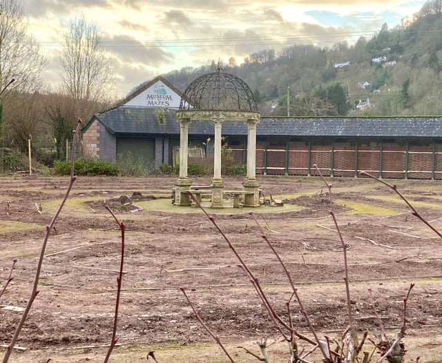 Hopes that hedge maze can be replanted in time for 50th anniversary  