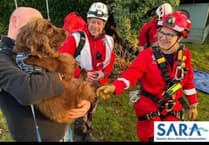 Spaniel saved from Sedbury cliff