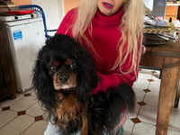 Dean woman pays £65 for lost dog