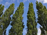 Tree preservation works proposed