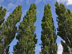 Tree preservation works proposed