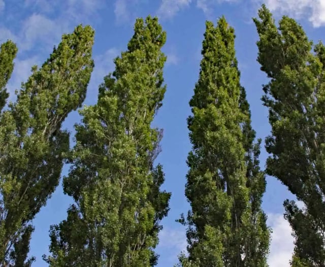 Tree preservation works proposed