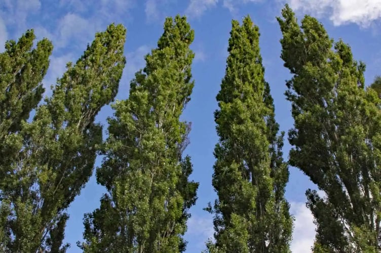 A poplar tree protected by a preservation order can be pollarded