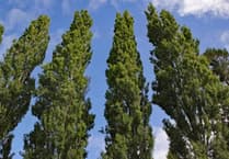 Tree preservation works proposed