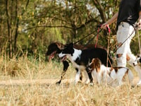 Forestry England considering dog walking permits