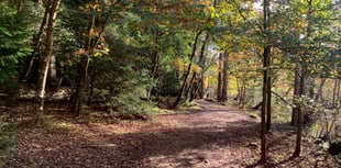 Fears Forest of Dean could become "theme park"